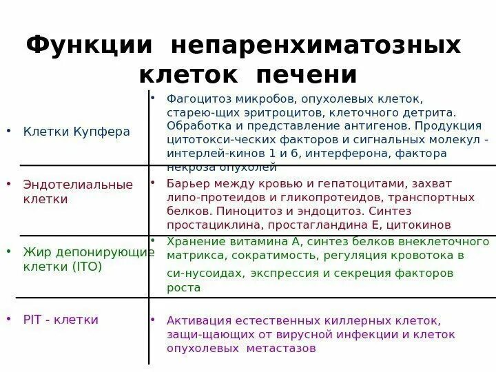 Количество клеток печени. Клетки Купфера в печени функции. Клетки Купфера в печени гистология. Функции непаренхиматозных клеток печени. Клетки Купфера в печени выполняют функцию.