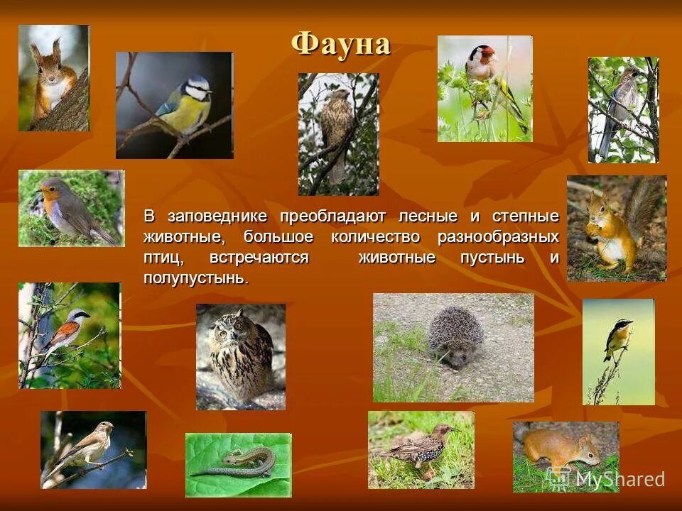 представители флоры и фауны степи. в животном мире преобладают. живые организмы в пустыне растения. представители флоры степи. уссурийский заповедник растительность.