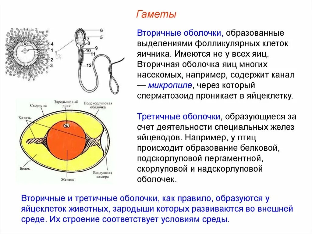 Третичные оболочки яйцеклетки птиц. Оболочки яйцеклеток первичные вторичные третичные. Вторичная оболочка яйцеклетки. Вторичная оболочка яйцеклетки птиц. Развитие половых клеток в яичнике