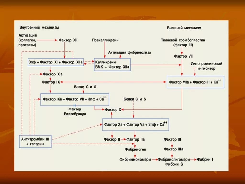Ферменты свертывания крови. Схема свертывания крови физиология. Схема работы свертывающей системы крови. Механизм свертывания крови физиология. Свертывающая и противосвертывающая системы крови физиология.