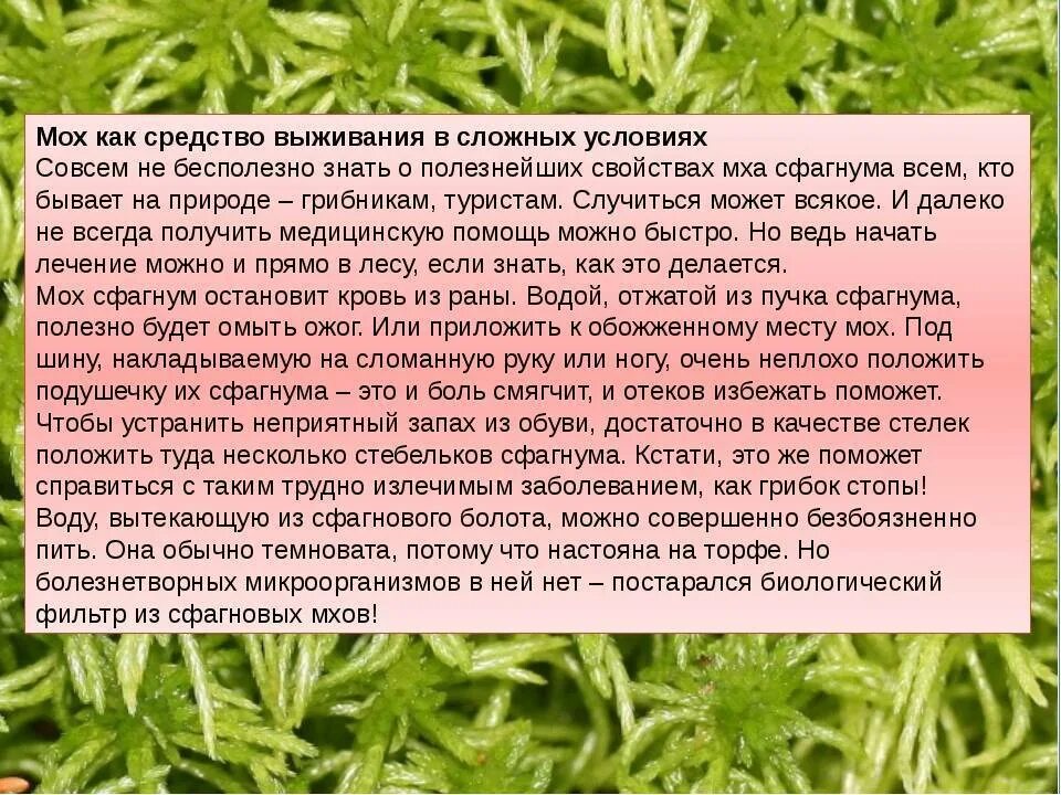 Как люди использовали сфагновый мох. Сфагнум используется. полезные свойства мха. как люди раньше использовали сфагновый мох. мох сфагнум сообщение.