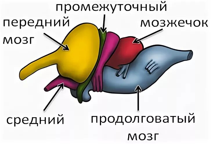 Особенности мозга пресмыкающихся. Схема строения головного мозга пресмыкающихся. Строение нервной системы пресмыкающихся. Головной мозг пресмыкающегося схема. Строение головного мозга пресмыкающх.