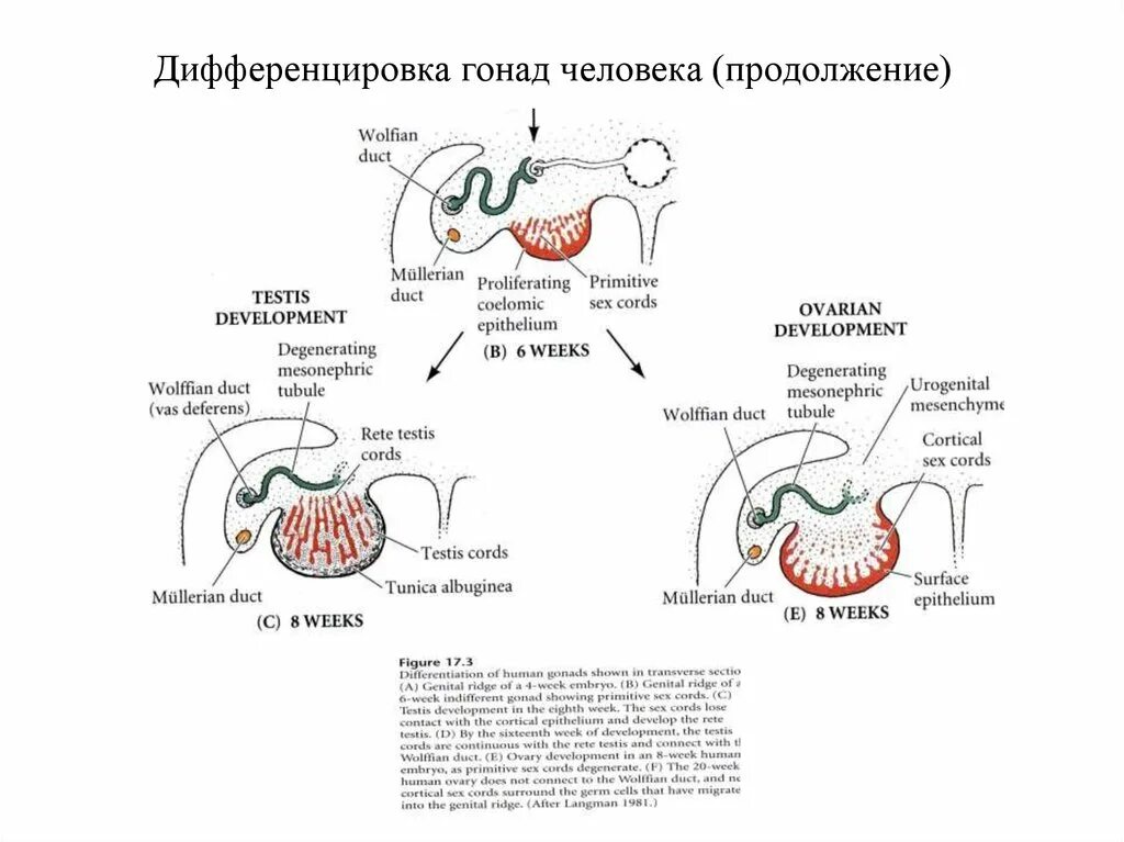 Дифференцировка животных. Гонады. строение гонад. дифференцировка гонад. гонады у животных.