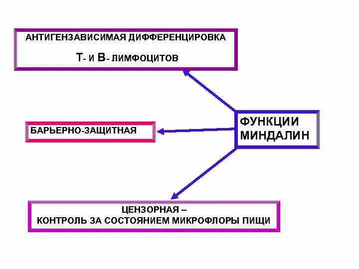 Антигензависимая пролиферация и дифференцировка. Антигензависимая дифференцировка в-лимфоцитов. антигензависимая дифференцировка и антигензависимая. антигензависимая пролиферация т-лимфоцитов.