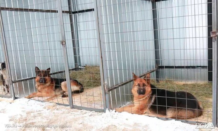Где находится питомник собак. Приют для собак Петропавловск-Камчатский. Питомник собак. Вольеры для собак в приюте. Вольеры для собачьей передержки.