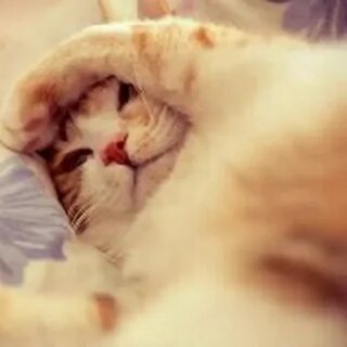 Котик мой проснулся