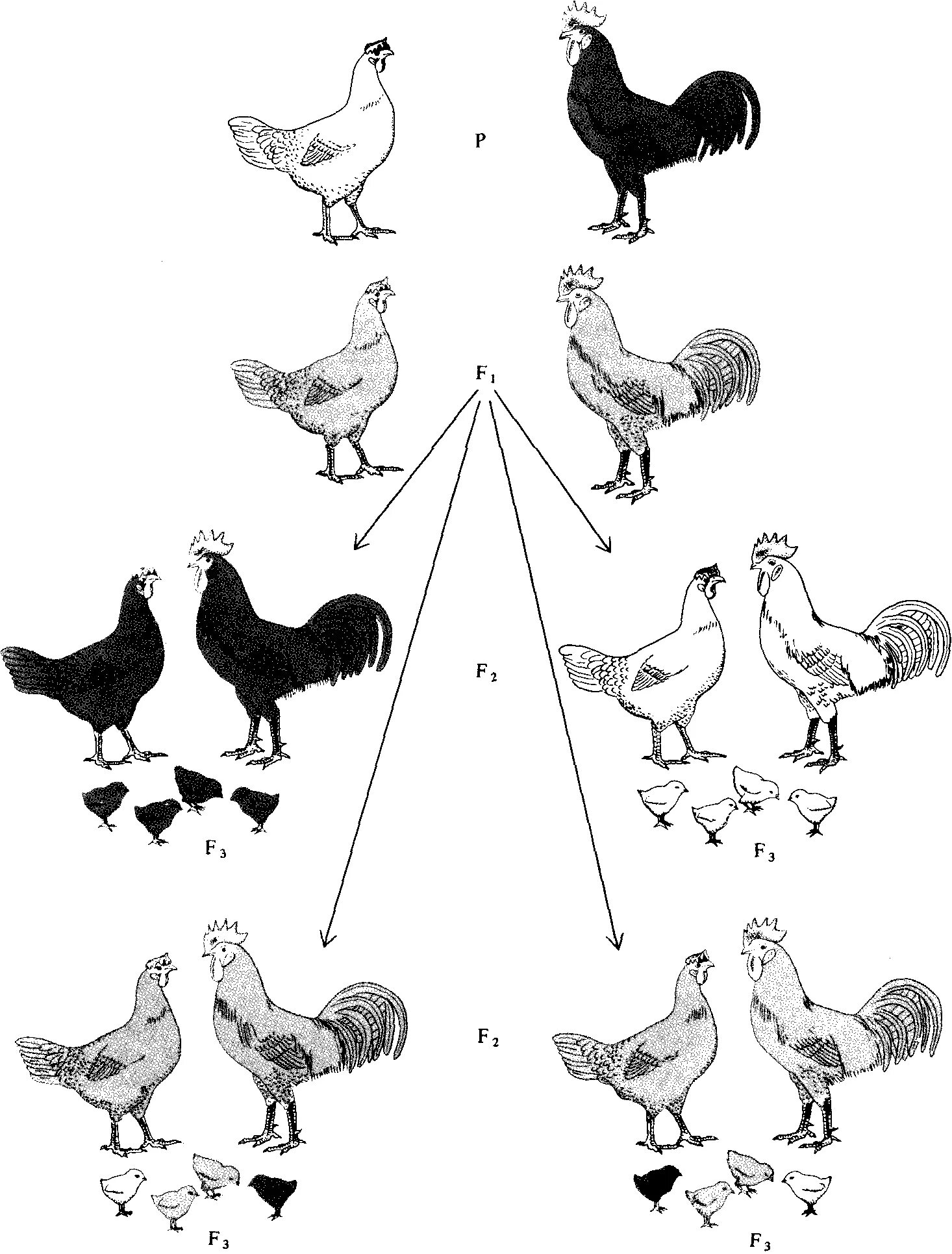 Инбридинг птиц. Инбридинг бройлерные куры. Инбридинг у кур. Схема селекции кур. Скрещивание кур разных пород