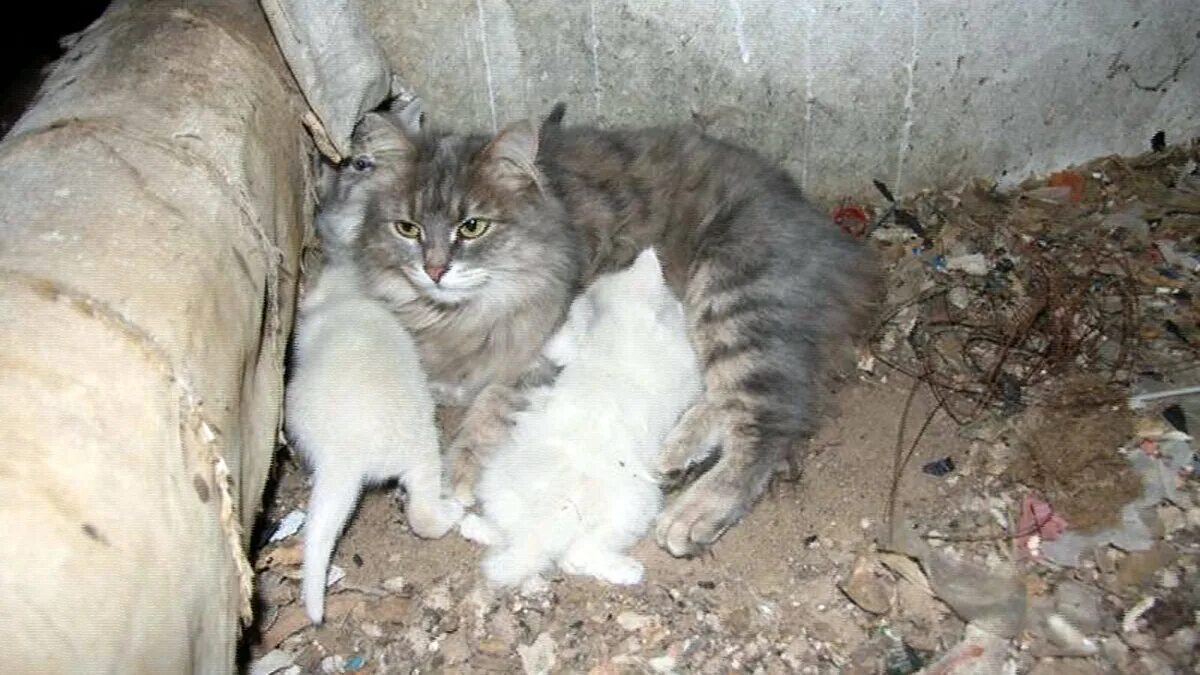 Бездомные кошки. Котенок в подвале. Кошка с котятами в подвале. Бездомные котята в подвалах. Можно ли кошечек