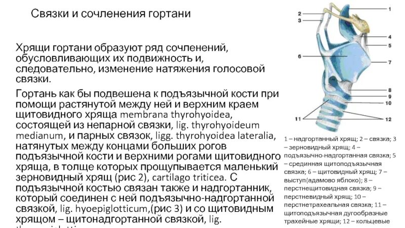 Связки образованы. Голосовые связки натянуты между хрящами. Подвижные хрящи гортани. Хрящи гортани таблица.