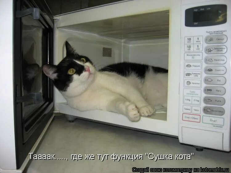 сушки с ароматом ванили 120гр три кота. сушка кота в микроволновке. сушилка для кота. кот крендель. котик с феном.