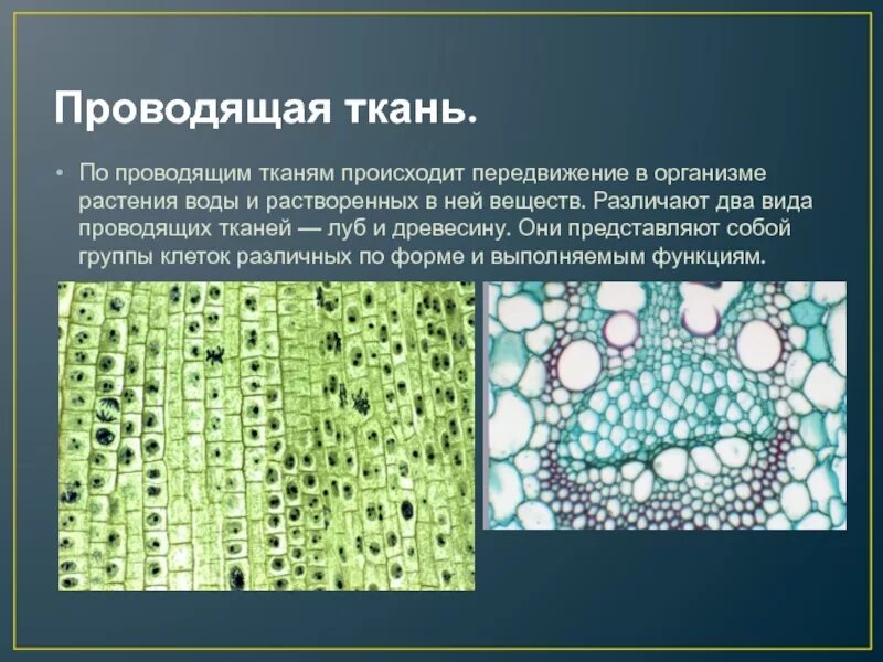 Проводящие элементы воды и минеральных солей