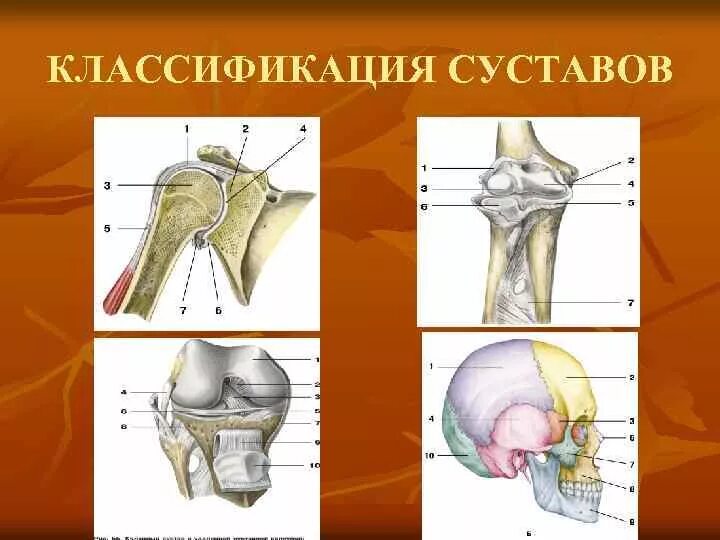 Классификация суставов по форме суставных поверхностей примеры Артросиндесмология. Виды соединений костей презентация онлайн