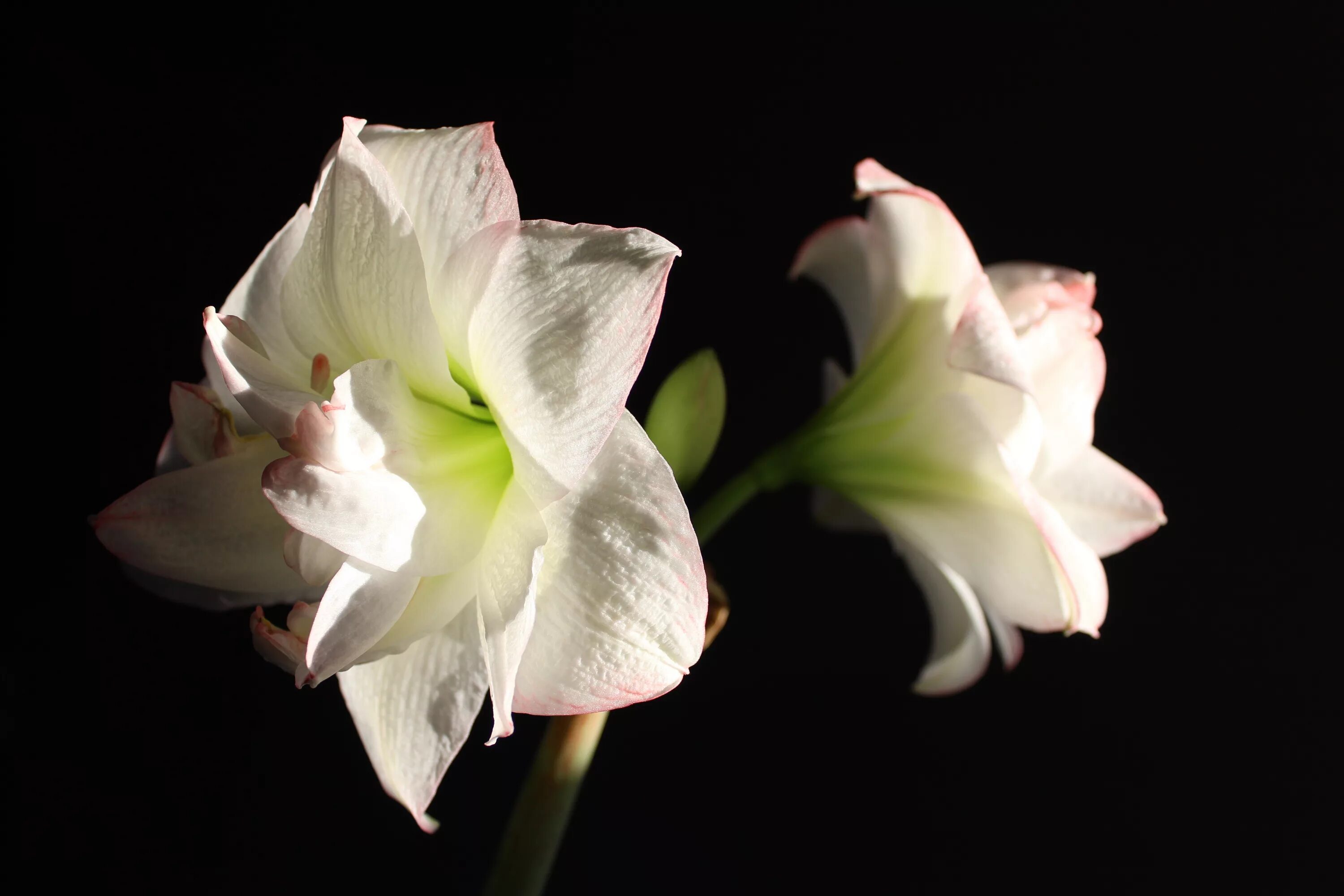 Цветок ранний с белыми цветами. Амариллис Акико. Гиппеаструм Арктик Вайт. Амариллис Arctic White. Гиппеаструм амариллис белый.