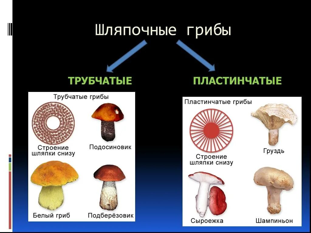 В чем сходство и различие шляпочных грибов. Шляпочные грибы пластинчатые грибы. Шляпочные грибы трубчатые и пластинчатые. Пластинчатые и трубчатые грибы строение. Строение трубчатых и пластинчатых грибов.