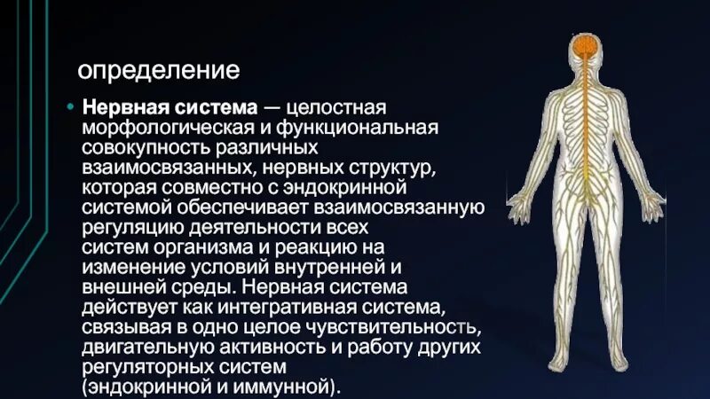 Дайте определение нервной системе. Строение нервной системы. Нервная система человека презентация. Нервная и эндокринная система. Эндокринная система и нервная система.