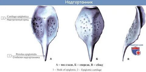 Биологическим гелем является хрящ воздух