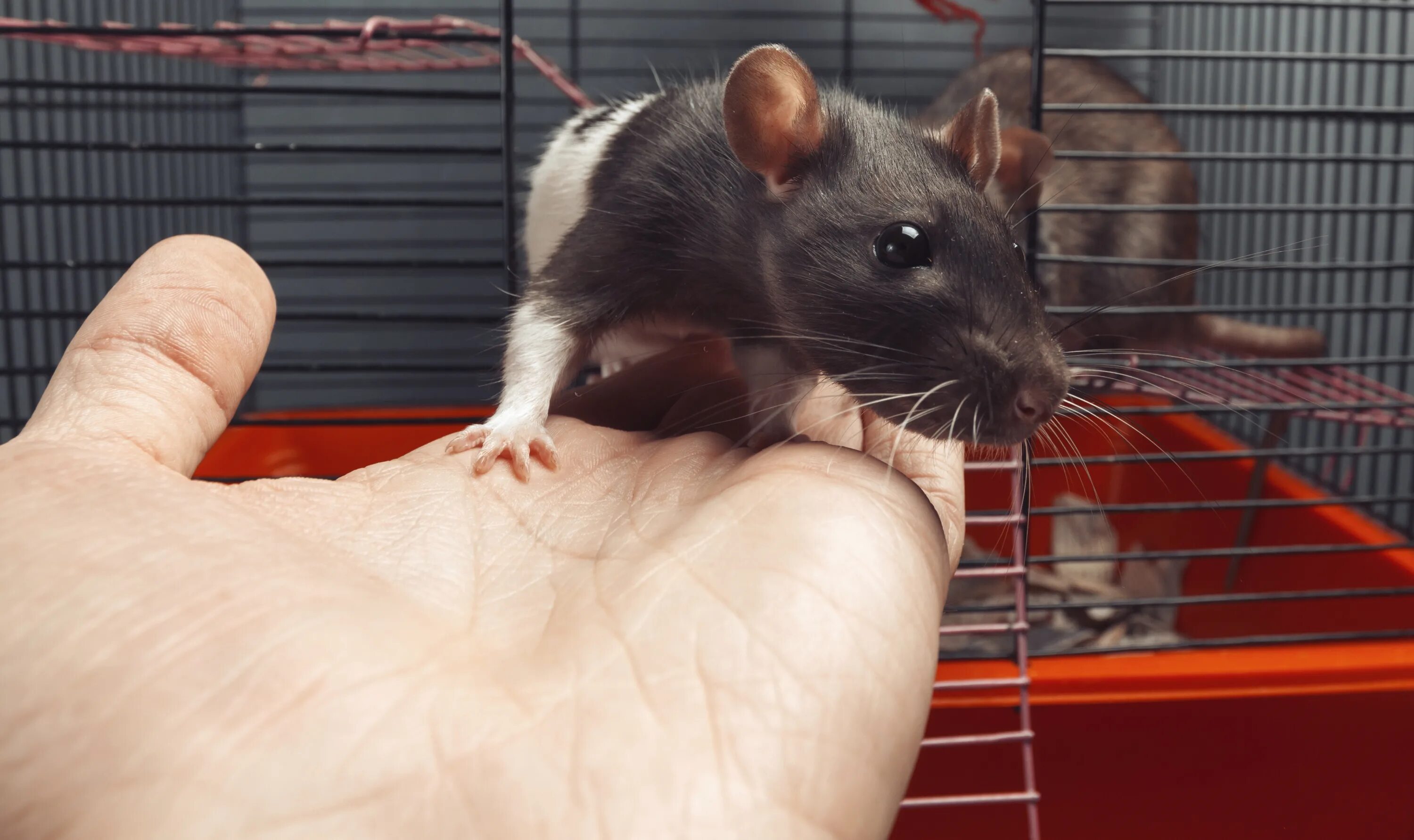 Можно ли крысам редиску. Caring for your rat клетка. Клетка для крыс. Крысы do re Sol. Крыса из мальнькой r фото.