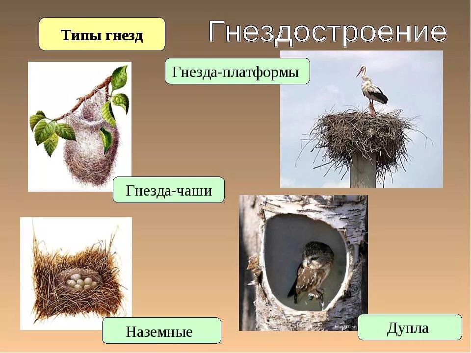 Гнездостроение и типы гнезд. Типы гнездования. Гнезда разных видов птиц. Строение гнезда птиц.
