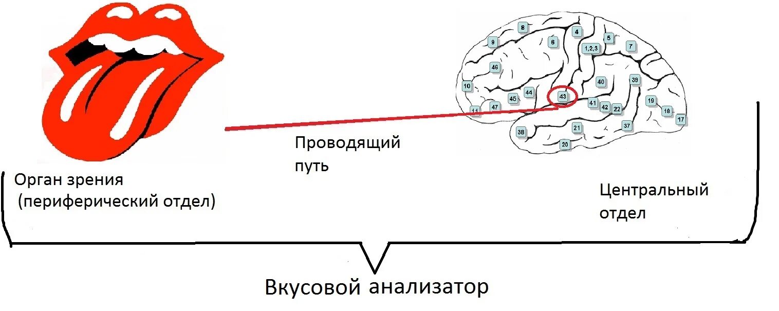 Какой участок языка воспринимает. Центральный отдел вкусового анализатора. Периферический отдел вкусового анализатора. Вкусовой анализатор строение. Строение вкусового анализатора схема.