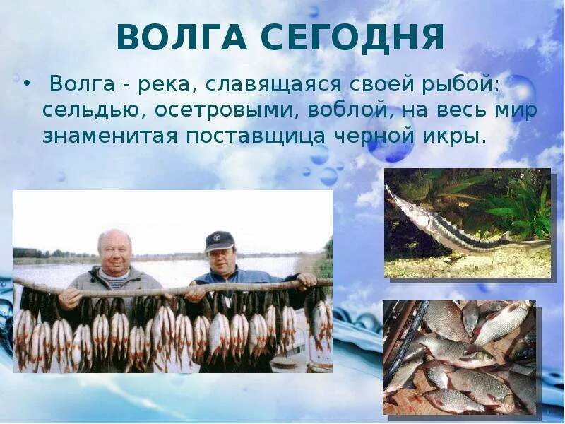 Как люди влияют на реку волга. Богатства Волги. Рыба в реке Волга. Редкая рыба в Волге. Презентация рыбы Волги.