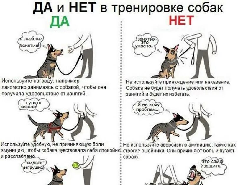 Как правильно научить щенка. Каким командам научить собаку список. основные команды для собак и щенков список. базовые команды для собак список. как обучить щенка командам.