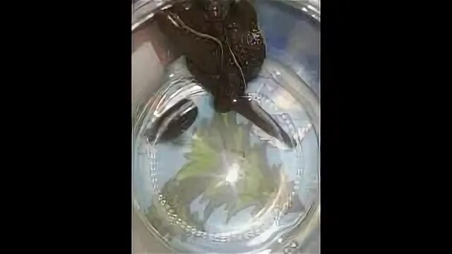 Усманов гомункул. Ragnarok гомункулы.