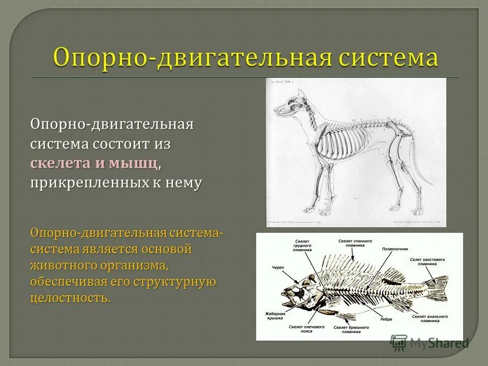 Характеристика опорно двигательной системы млекопитающих. Опорно-двигательная система позвоночных животных. Опорная система животных 7 класс. Опорно-двигательная система состоит из скелета и. Строение опорно двигательной системы млекопитающих.