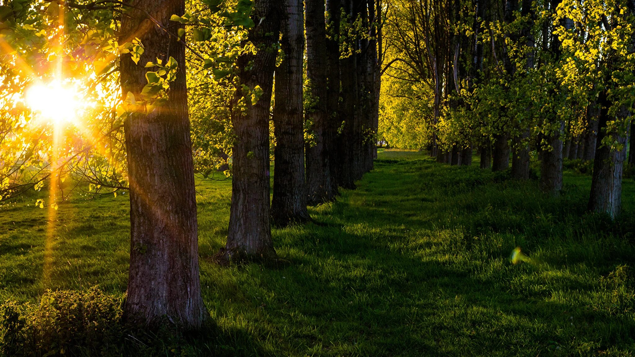 "Солнце в лесу". Красивый лес. Летний лес. Природа солнце. Солнце поднимается и лес озаряется ярко