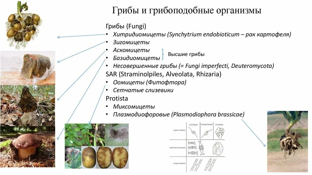 Классификация грибов и грибоподобных организмов. Классификация грибов отделы. Систематика грибов и грибоподобных организмов. Систематика и классификация грибов.