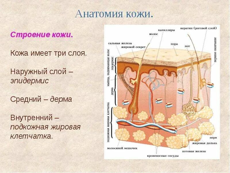 Кожа и ее строение тест. Строение кожи ( три слоя кожи,структура,ткани). Слои кожи человека 3 класс 3 слоя. Кожа анатомия. Презентация на тему кожа человека.