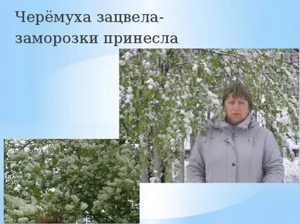 Почему холодно когда цветет черемуха научное объяснение