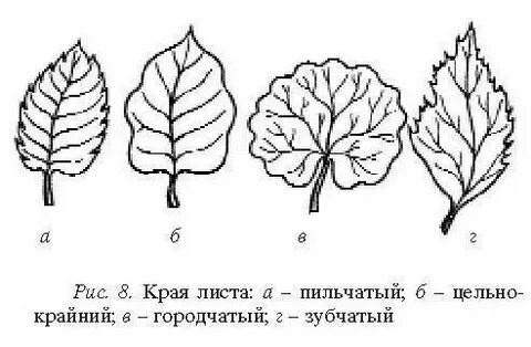 Края листа на 3