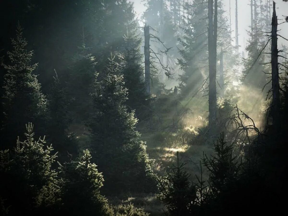 Мрачный еловый лес. Форкс Сумерки Эстетика. Лес Триллемарка-Роллагсфьелл. Дремучий хвойный лес Тайга. Туманный лес Таганай.