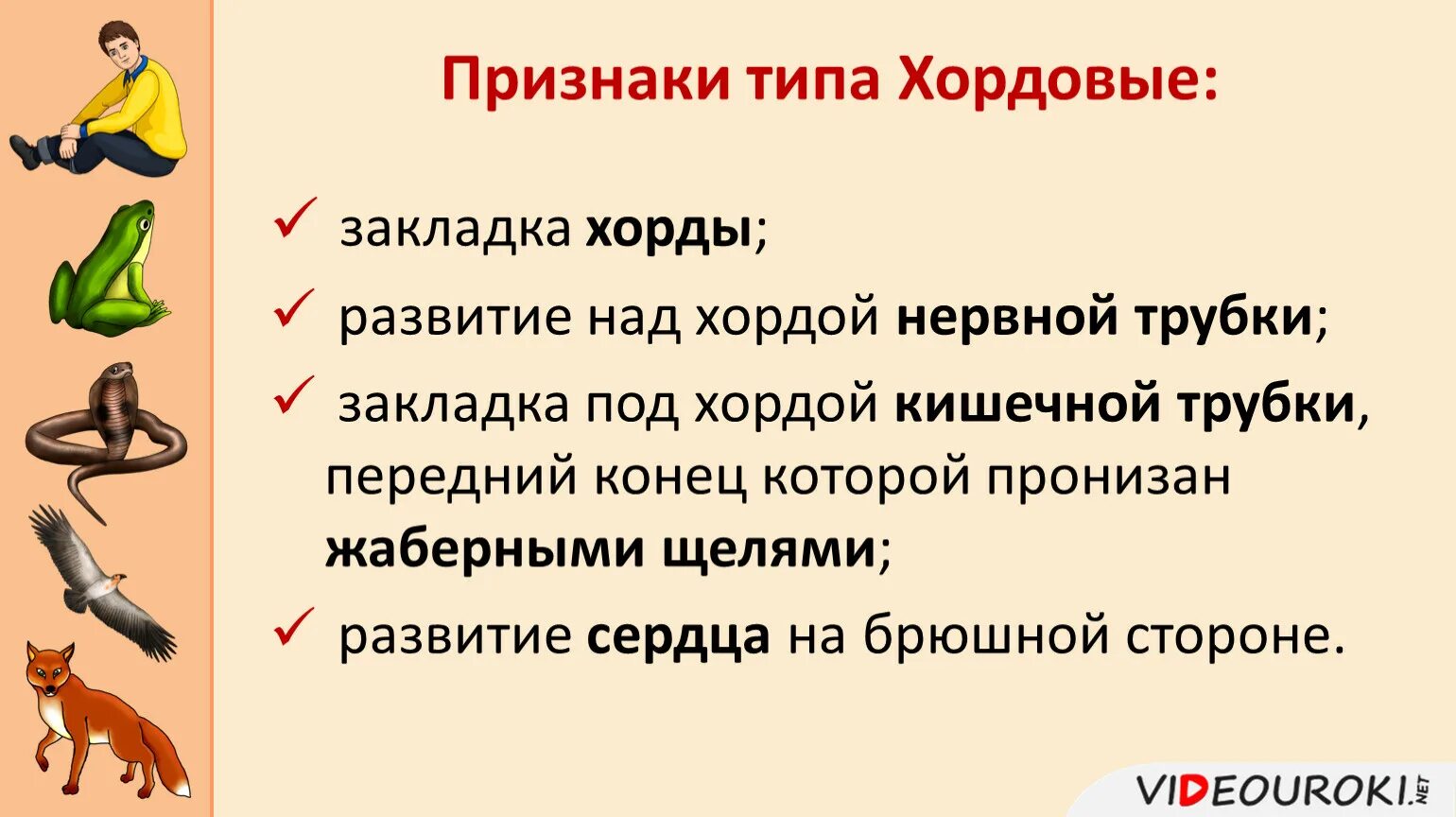 Человек является хордовым