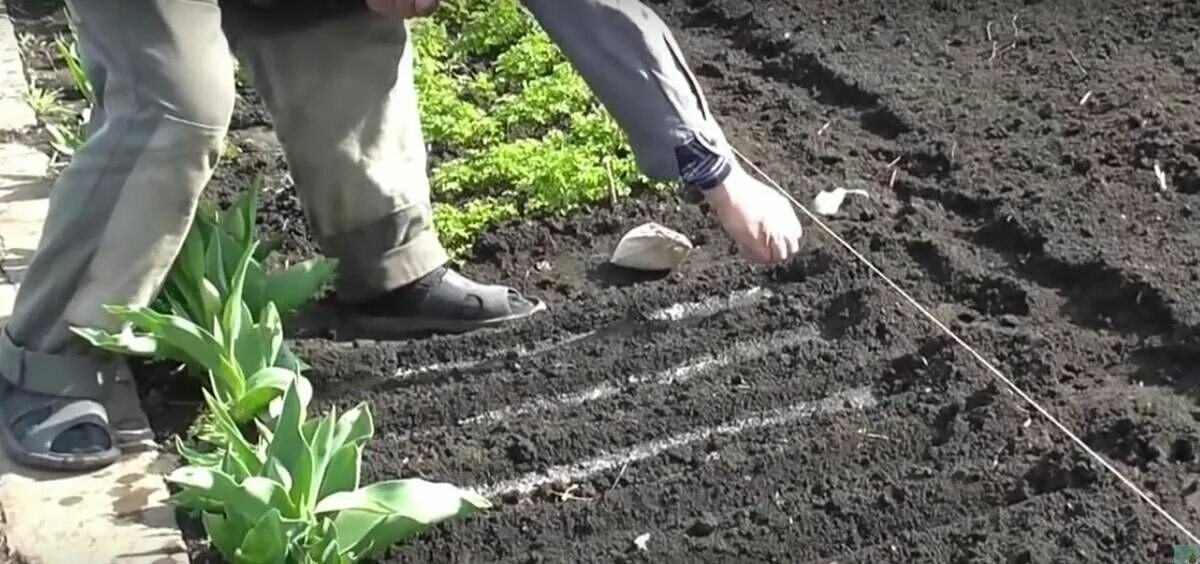 Можно ли сажать зелень под зиму. Сажать, сеять. посадка петрушки.