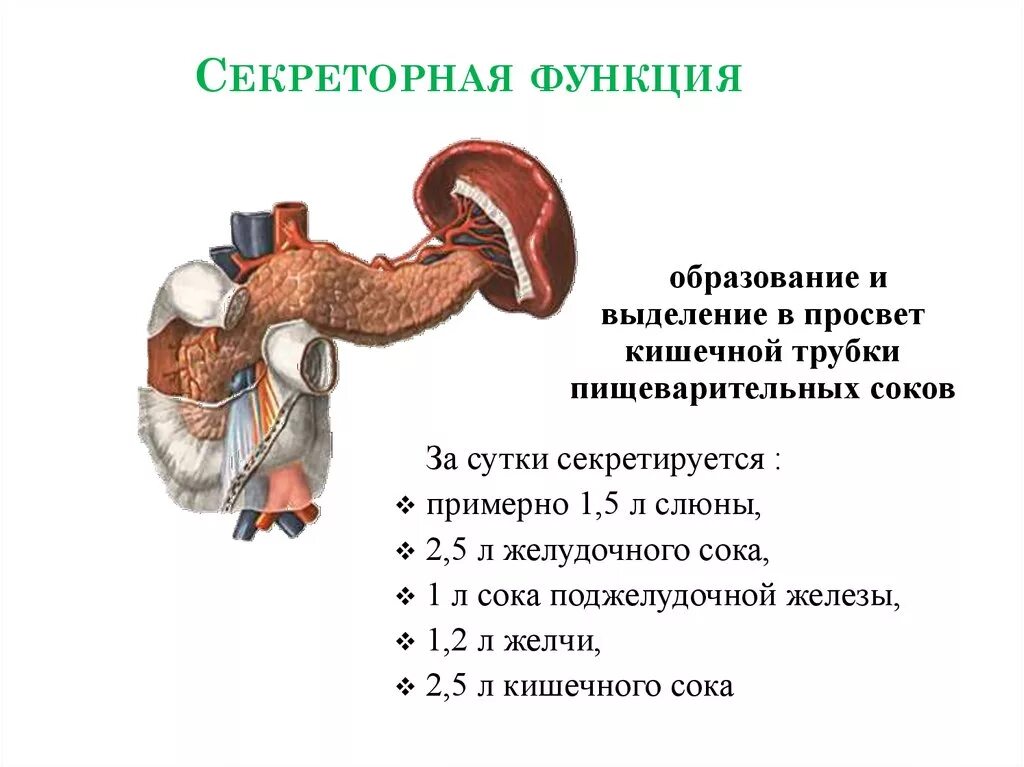 Выделительная функция пищеварительной системы. Секреторная функция пищеварительной системы органы. Выделительная функция ЖКТ физиология. Секреторная функция ЖКТ.