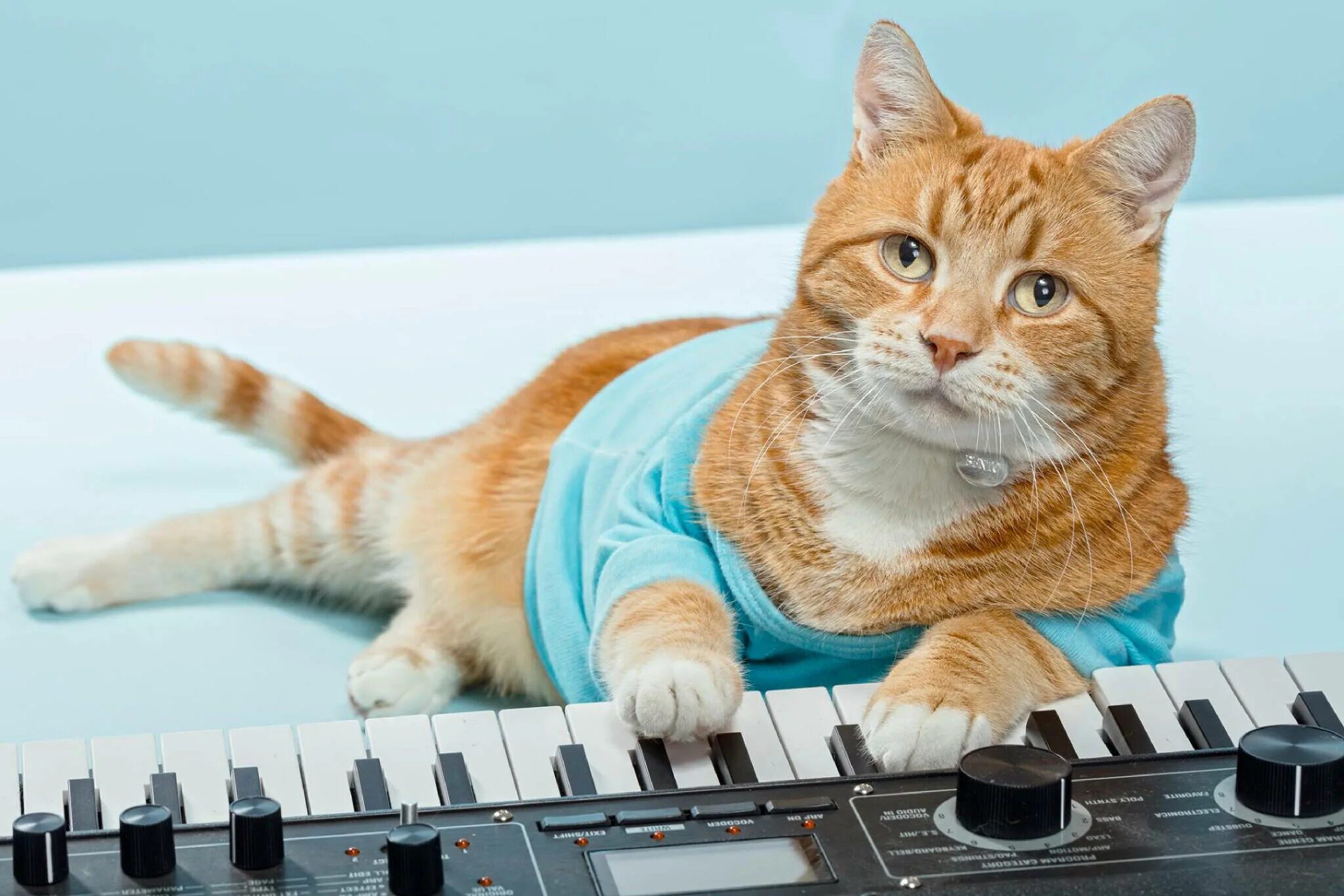 Включи кот петь. Кейборд Кэт. Кот пианист Бенто. Кейблррд КЖТ. Кот пианист Фатсо.