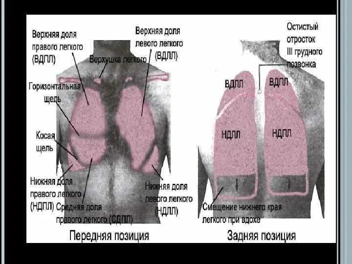 Правое легкое доли. Размер левого легкого