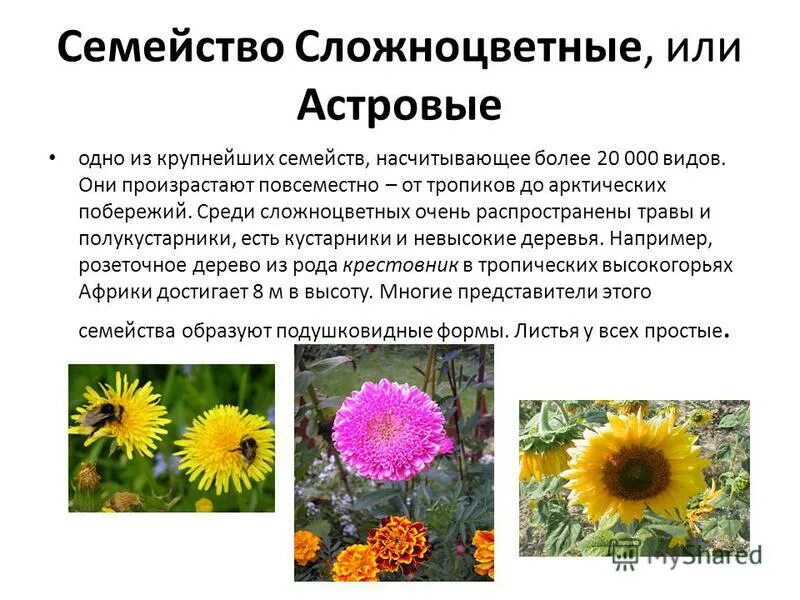 семейство сложноцветные подсолнечник. лекарственные сложноцветные растения пижма. ядовитые цветковые растения. сложноцветные соцветие корзинка. ядовитые растения семейства сложноцветные.