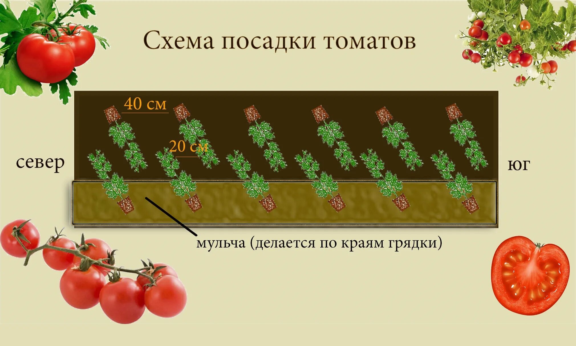 Какое расстояние должно быть между томатами