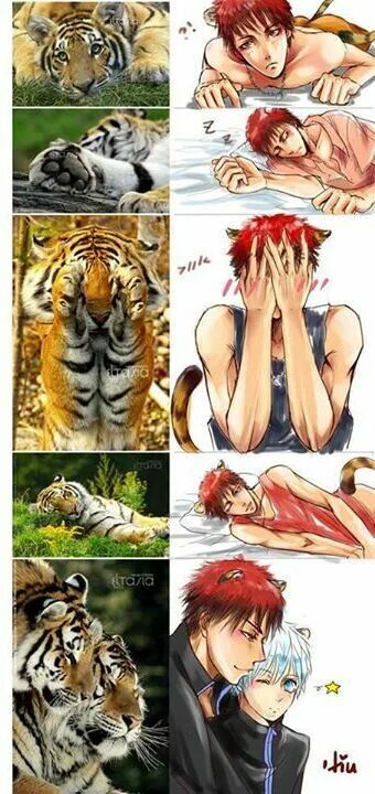 Фурри тигр и тигрица. Гильгамеш со львом арт. Тигр против тигра яой. Баскетбол куроко кагами тигр. Хуманизация зверей.