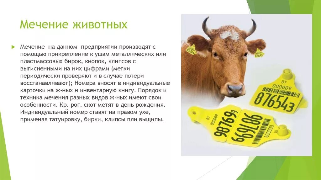 Маркировка сельхоз животных. Бирки для мечения крс. биркование крс. методы мечения животных. мечение сельскохозяйственных животных.