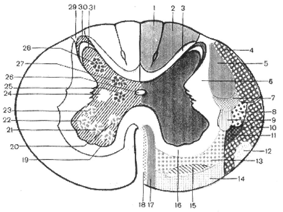 Поперечный срез спинного мозга схема ядра. Ядра сегмента спинного мозга. Ядра серого вещества спинного мозга схема. Поперечный срез спинного мозга ядра. Серые столбы спинного мозга