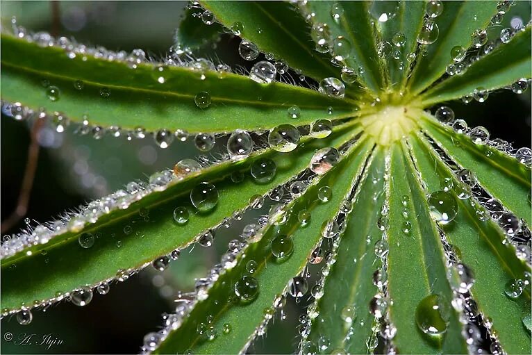 появление росы какой явление. капелька жизни презентация. роса это водяные капли они образуются. образование росы. растение на котором при скором дожде появляются капли.