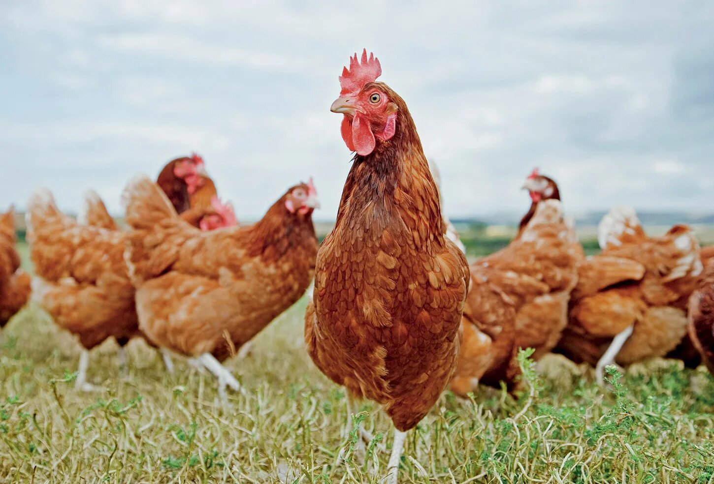 Хозяйство кур. Редбро порода. Сельхоз птица. Сельхоз птица. Сельхоз птица.