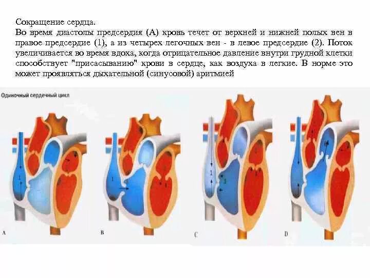 Во время диастолы кровь