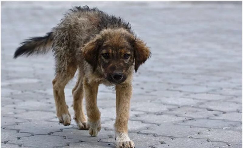 Осторожно, злая собака!. Немецкая овчарка квазимодо. Голландская овчарка квазимодо. Немецкая овчарка сутулая. Ла щая собака они заплат т.