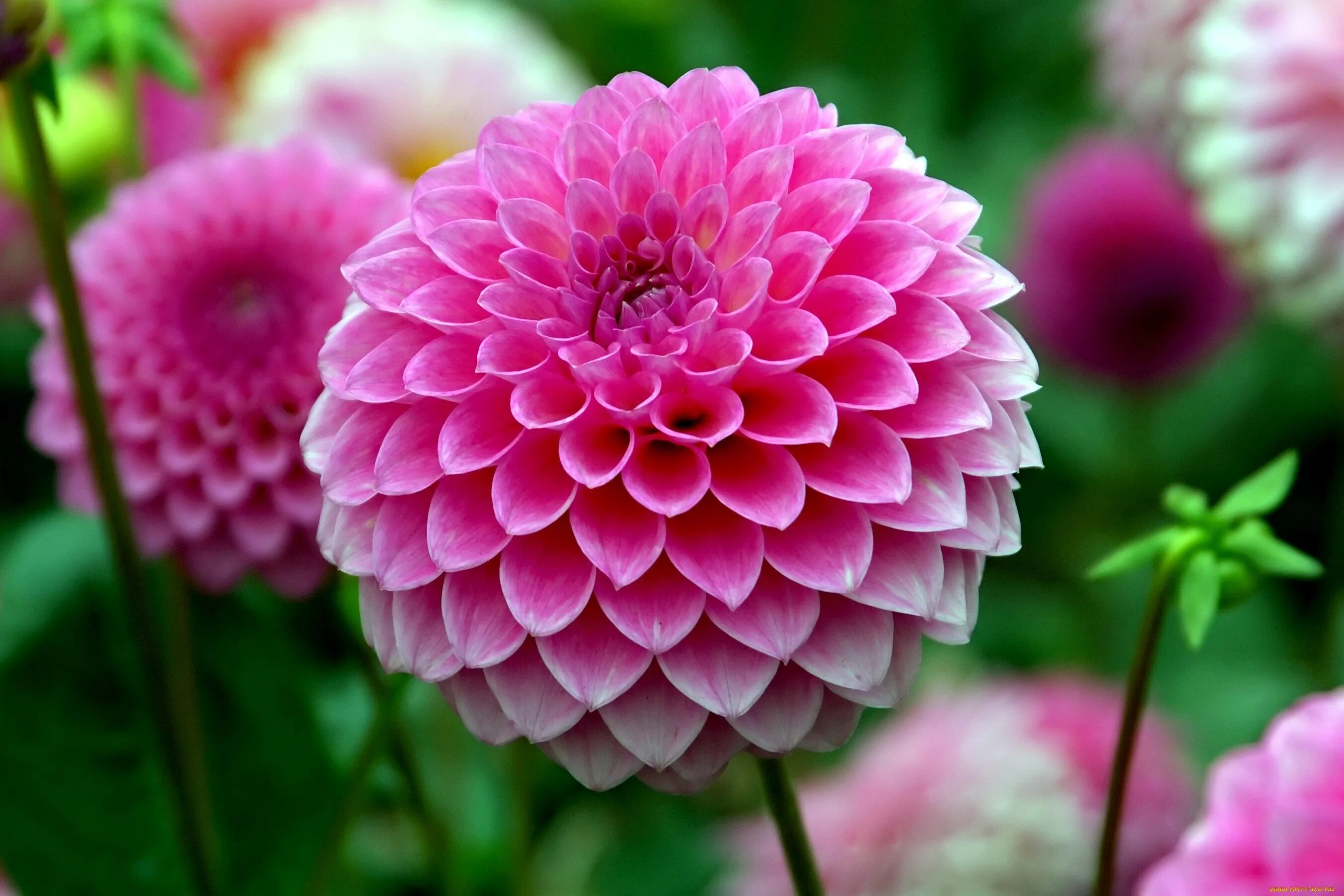 Георгины беларусь. Георгины dahlia. георгин найт квин. георгин арбатакс.