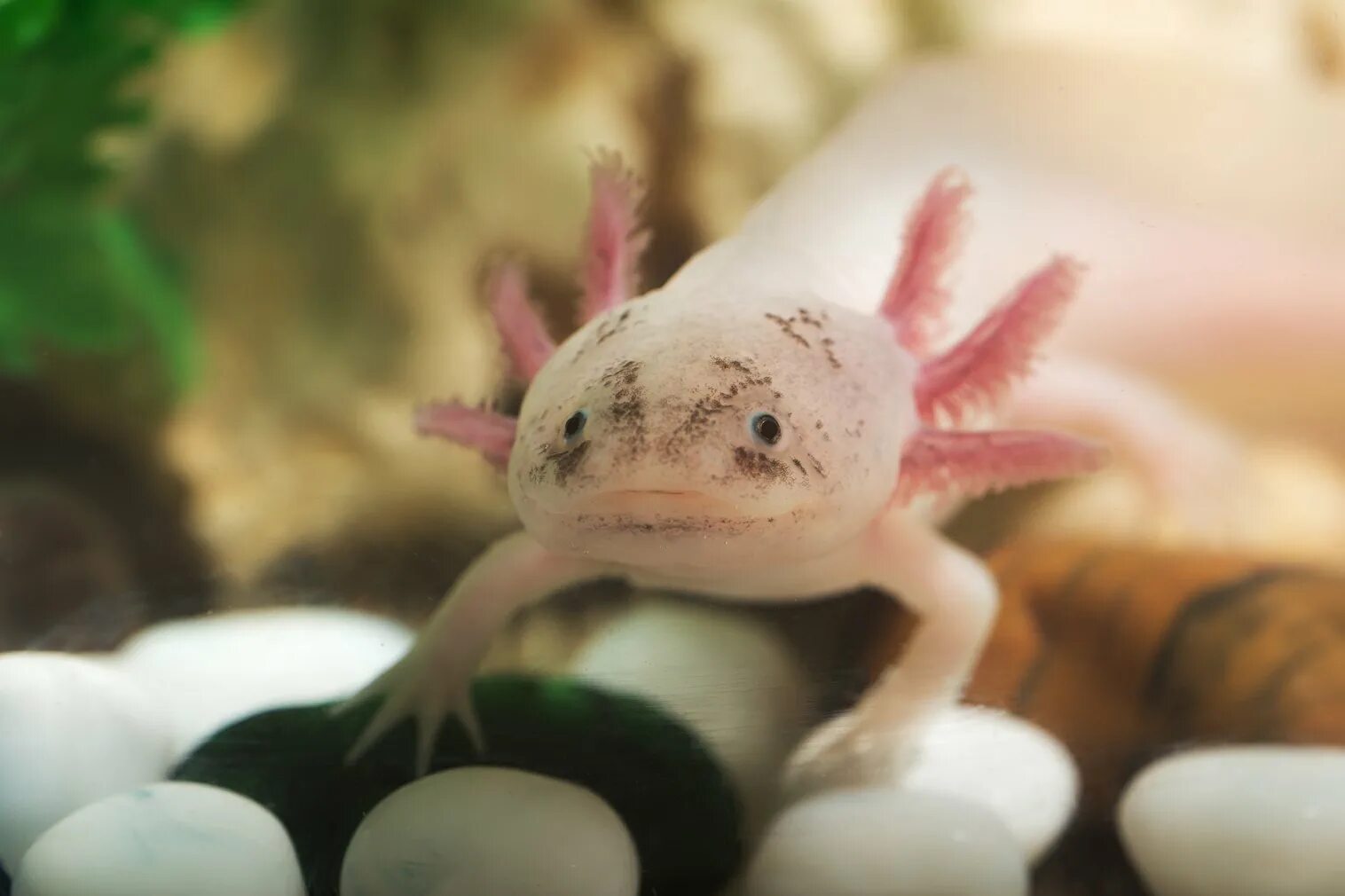 Как сделать аксолотля. Аксолотль. Ambystoma mexicanum. Аксолотль Лунтик. Аксолотль детёныш.