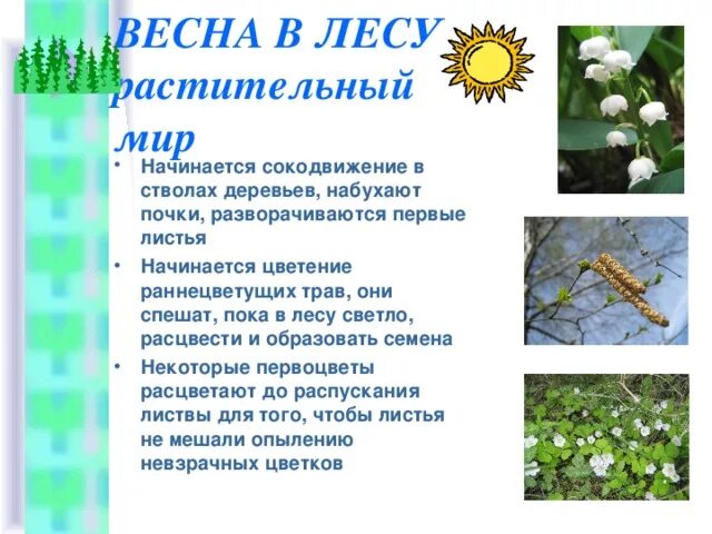 Изменения в природе весной. Описание весны. Описание природы весной. Живая природа весной 2 класс тест